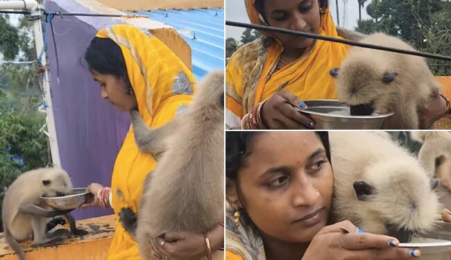 Baboon Viral Video: Video Of This Woman Taking Care Of Monkeys Like Her Own Child Is Going Viral On Social Media
