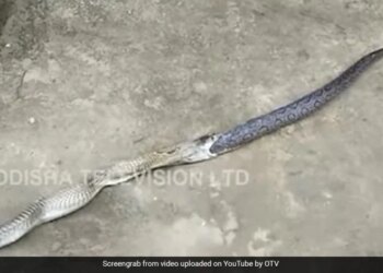 Cobra Swallowed The Snake Then Throws Up Russells Viper Out Of Its Mouth What Happened Next Watch Shocking Video