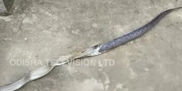 Cobra Swallowed The Snake Then Throws Up Russells Viper Out Of Its Mouth What Happened Next Watch Shocking Video