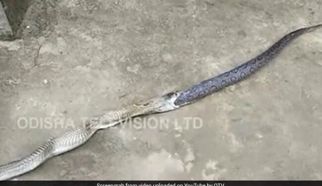 Cobra Swallowed The Snake Then Throws Up Russells Viper Out Of Its Mouth What Happened Next Watch Shocking Video