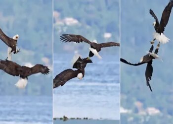 Video Of Two Eagle Goes Viral On Internet See Here