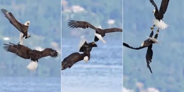 Video Of Two Eagle Goes Viral On Internet See Here