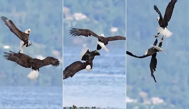 Video Of Two Eagle Goes Viral On Internet See Here