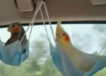Video Of Birds Swinging In A Swing Made Of Covid Masks In A Moving Car Goes Viral On Social Media