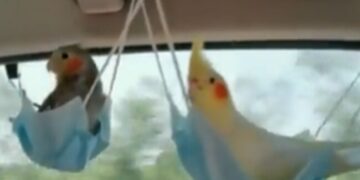 Video Of Birds Swinging In A Swing Made Of Covid Masks In A Moving Car Goes Viral On Social Media