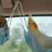 Video Of Birds Swinging In A Swing Made Of Covid Masks In A Moving Car Goes Viral On Social Media