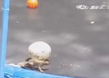 Video Of Squirrel Having Fun Playing With Ball Went Viral On Social Media, Watch Cute Video