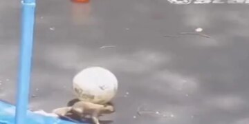 Video Of Squirrel Having Fun Playing With Ball Went Viral On Social Media, Watch Cute Video
