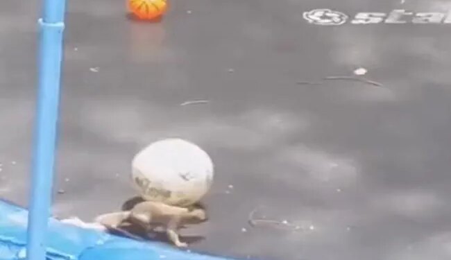 Video Of Squirrel Having Fun Playing With Ball Went Viral On Social Media, Watch Cute Video