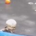 Video Of Squirrel Having Fun Playing With Ball Went Viral On Social Media, Watch Cute Video