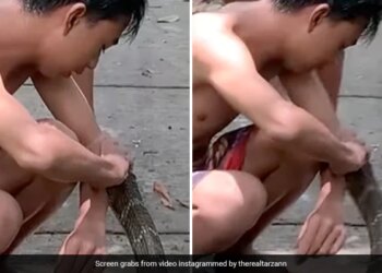 King Cobra Attack On Boy Bite On His Hand And This Happened With Him Watch Shocking Viral Video