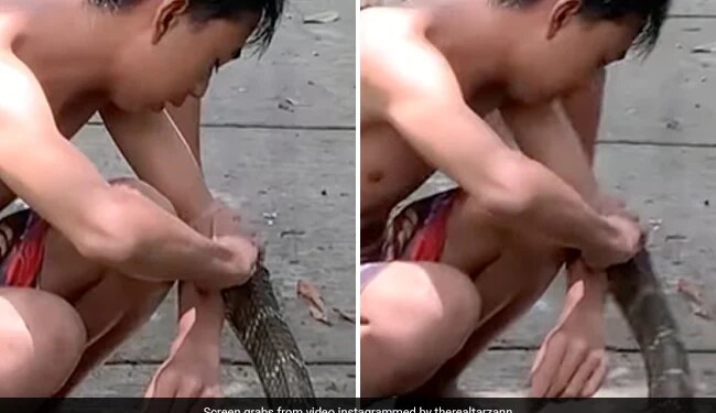 King Cobra Attack On Boy Bite On His Hand And This Happened With Him Watch Shocking Viral Video