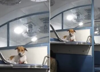 Watch: Video Of Dog Sitting On Train Seat Is Going Viral On Social Media – ट्रेन की रिजर्व सीट पर कुछ इस तरह कुत्ते ने जमाया कब्जा, एटीट्यूड देख नेटिजंस बोले