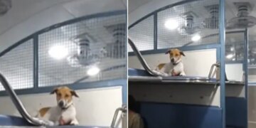Watch: Video Of Dog Sitting On Train Seat Is Going Viral On Social Media – ट्रेन की रिजर्व सीट पर कुछ इस तरह कुत्ते ने जमाया कब्जा, एटीट्यूड देख नेटिजंस बोले