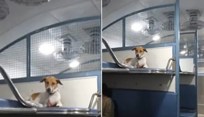Watch: Video Of Dog Sitting On Train Seat Is Going Viral On Social Media – ट्रेन की रिजर्व सीट पर कुछ इस तरह कुत्ते ने जमाया कब्जा, एटीट्यूड देख नेटिजंस बोले