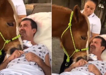 Patient And Horse Equine Therapy Viral Video | Patient Breaks Down As Therapy Horse Comforts Him Viral Video Will Make You Cry