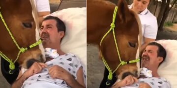 Patient And Horse Equine Therapy Viral Video | Patient Breaks Down As Therapy Horse Comforts Him Viral Video Will Make You Cry