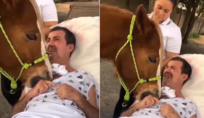 Patient And Horse Equine Therapy Viral Video | Patient Breaks Down As Therapy Horse Comforts Him Viral Video Will Make You Cry
