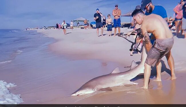 नंगे हाथों से शार्क को पकड़ कर इस शख्स ने सबको चौंका दिया, वीडियो देख कर डर जाएंगे