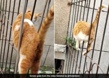 Cat Crossed Iron Net Like A Snake Internet Shocked To See It Says This Is Not A Cat – बिल्ली ने लोहे की जाली को ऐसे किया पार, देखकर लोग बोले