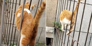 Cat Crossed Iron Net Like A Snake Internet Shocked To See It Says This Is Not A Cat – बिल्ली ने लोहे की जाली को ऐसे किया पार, देखकर लोग बोले