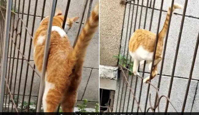 Cat Crossed Iron Net Like A Snake Internet Shocked To See It Says This Is Not A Cat – बिल्ली ने लोहे की जाली को ऐसे किया पार, देखकर लोग बोले