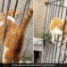 Cat Crossed Iron Net Like A Snake Internet Shocked To See It Says This Is Not A Cat – बिल्ली ने लोहे की जाली को ऐसे किया पार, देखकर लोग बोले