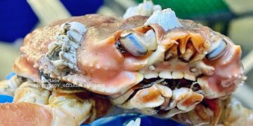 Sea Creature With Human Teeth: Fisherman Catches Weird Crab With Human Teeth World Most Amazing Sea Creature