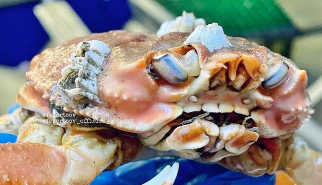 Sea Creature With Human Teeth: Fisherman Catches Weird Crab With Human Teeth World Most Amazing Sea Creature