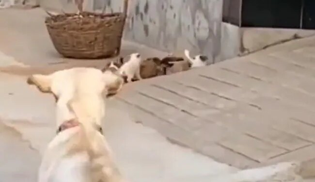 कुत्ते के सामने हीरो बनकर चैलेंज कर रहे थे पिल्ले, एक डांट से ही बिल के अंदर छिप गए सभी