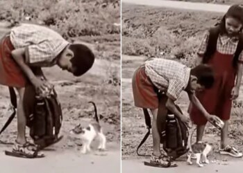 These Children Fed Their Tiffin To Feed A Hungry Cat Netizens Said This Video Made Us Cry