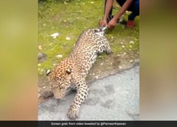 Man Pulls Leopard By Tail In Shocking Video IFS Officer Says Identify The Animal Here – तेंदुए की पूंछ और पैर पकड़कर खींच रहा था शख्स, लोग बनाते रहे Video, IFS ने कहा