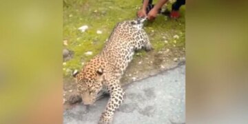 Man Pulls Leopard By Tail In Shocking Video IFS Officer Says Identify The Animal Here – तेंदुए की पूंछ और पैर पकड़कर खींच रहा था शख्स, लोग बनाते रहे Video, IFS ने कहा