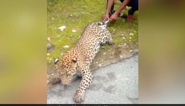 Man Pulls Leopard By Tail In Shocking Video IFS Officer Says Identify The Animal Here – तेंदुए की पूंछ और पैर पकड़कर खींच रहा था शख्स, लोग बनाते रहे Video, IFS ने कहा