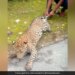 Man Pulls Leopard By Tail In Shocking Video IFS Officer Says Identify The Animal Here – तेंदुए की पूंछ और पैर पकड़कर खींच रहा था शख्स, लोग बनाते रहे Video, IFS ने कहा