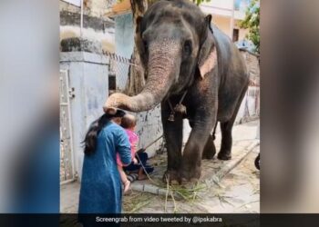 IPS Officer Shares Video Showing Elephant Blessing Mother And Child On Ganesh Chaturthi Watch Cute Video