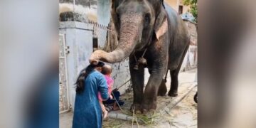 IPS Officer Shares Video Showing Elephant Blessing Mother And Child On Ganesh Chaturthi Watch Cute Video