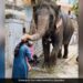 IPS Officer Shares Video Showing Elephant Blessing Mother And Child On Ganesh Chaturthi Watch Cute Video