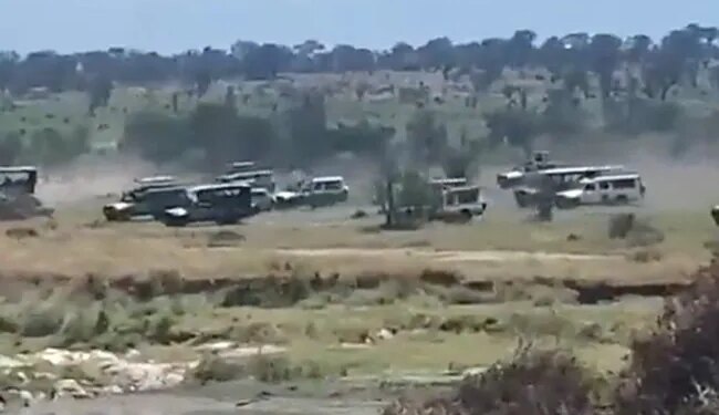 Tourists Are Troubling Wild Animals At Their Own Homes Watching The Video Netizens Said How Right Is Such Wildlife Tourism