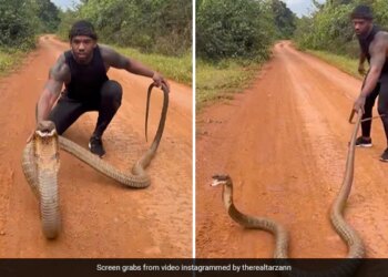Man Was Trying To Catch King Cobra Angry Snake Jumped In The Air Then What Happened Next See Shocking Viral Video