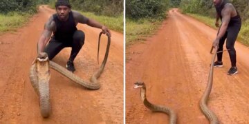 Man Was Trying To Catch King Cobra Angry Snake Jumped In The Air Then What Happened Next See Shocking Viral Video