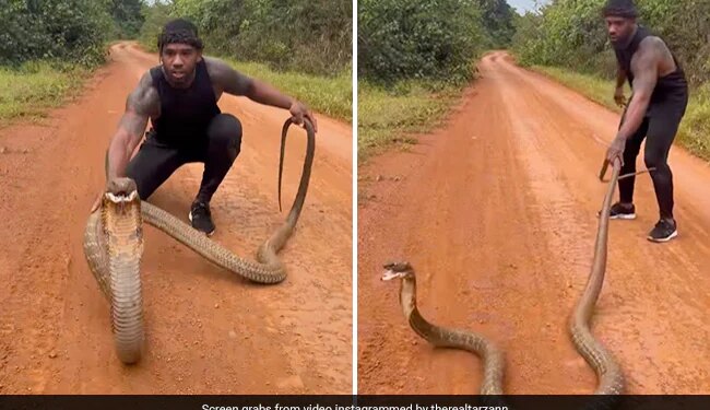 Man Was Trying To Catch King Cobra Angry Snake Jumped In The Air Then What Happened Next See Shocking Viral Video