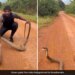 Man Was Trying To Catch King Cobra Angry Snake Jumped In The Air Then What Happened Next See Shocking Viral Video