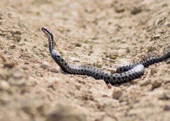 Toddler Killed Snake By Biting It Back This Is How Neighbors Saved Her Life