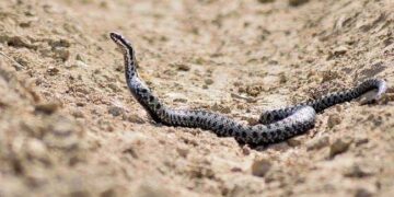 Toddler Killed Snake By Biting It Back This Is How Neighbors Saved Her Life