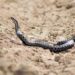 Toddler Killed Snake By Biting It Back This Is How Neighbors Saved Her Life