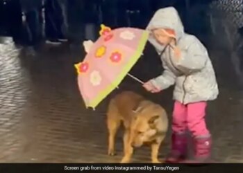 Little Girl Uses An Umbrella To Protect Dog From Rain Internet Says So Cute Viral Video