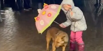 Little Girl Uses An Umbrella To Protect Dog From Rain Internet Says So Cute Viral Video