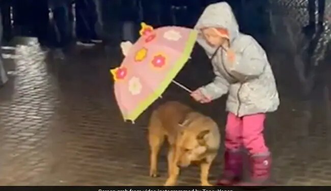Little Girl Uses An Umbrella To Protect Dog From Rain Internet Says So Cute Viral Video