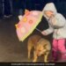 Little Girl Uses An Umbrella To Protect Dog From Rain Internet Says So Cute Viral Video